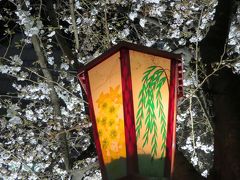 京都、夜桜見物