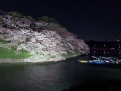 千鳥ヶ淵の桜