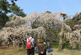 2016春、京都の桜(6/13)：京都御所と御苑(1)：京都御所、御苑へ、近衛邸跡の枝垂れ桜