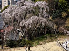 春のお勧めスポット―(3)多摩市・川井家の枝垂れザクラ＆宝野公園