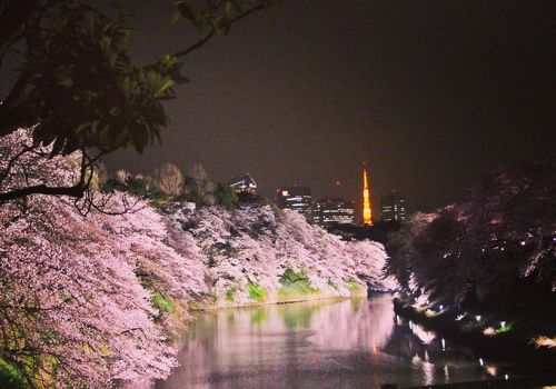 夢か・現か・水面に映る桜源郷／千鳥ヶ淵の夜桜【オトナの夜遊び