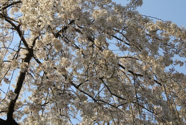 京都御苑の枝垂れ桜の紹介です。御苑の中のサクラを一通り確認したところで、もう一度近衛池の付近に戻り、近衛枝垂れの見学です。