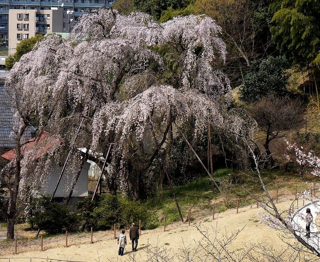 ２０１３年に初めて訪れて、すっかり魅了された多摩市の鶴牧西公園の枝垂桜。２０１６年３月３１日にも見にいきましたが、ややピークをすぎたようでした。この週末までは大丈夫なようです。近くの多摩市一番の桜の名所の宝野公園はまだ５分咲きでした。この週末にみごろを迎えそうです。翌日には、府中市内の多磨霊園付近を通りましたが、ここはもう見ごろでした。多摩ニュータウンを車で一周しただけでも、美しい桜をあちこちで眺めることができますので、ぜひ訪れてみてはいかがでしょうか？