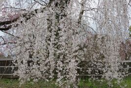 2016春、京都の桜(11/13)：円山公園界隈(2)：大谷祖廟、ねねの道、円山地蔵尊、大雲院