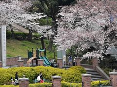 横浜元町公園の桜散歩 2016（神奈川）