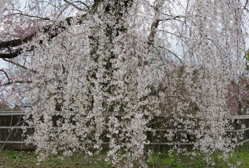 舞妓円山花見夜桜図】小松華影 711 円山公園垂れ桜 京都 掛け軸