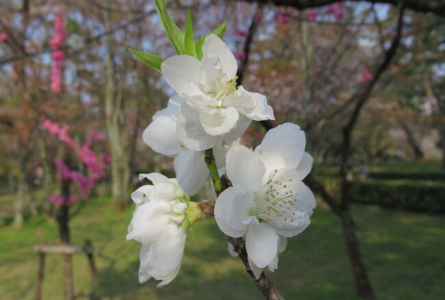 2016春、京都の桜(8/13)：京都御所と御苑(3)：枝垂れ桜、大島桜、山桜、桃、築地塀