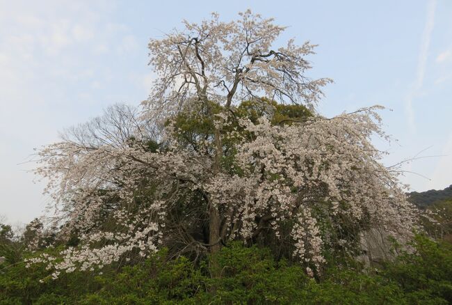 バスツアーに参加して見学した、京都の桜巡りの3か所目です。円山公園界隈の桜の紹介です。