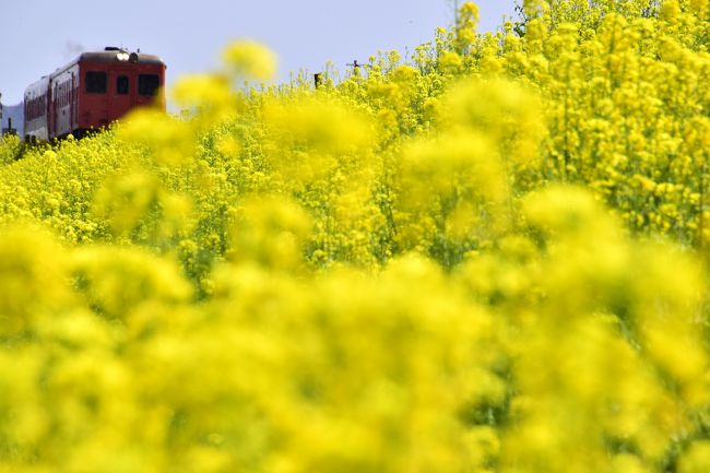 春のいすみ鉄道沿線に広がる、この時期限定の黄色い春色の風景を探しに訪れてみました。