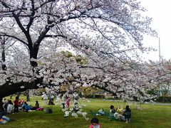 2016桜、播磨坂の桜並木～小石川植物園