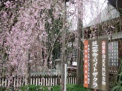 見たかった慈雲寺のしだれ