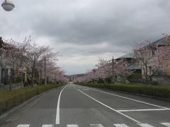 帰る前日に桜が間に合った～！