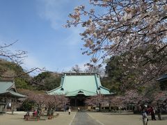 鎌倉　光明寺の桜を見に行く