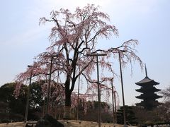 東寺の枝垂れ桜に再会