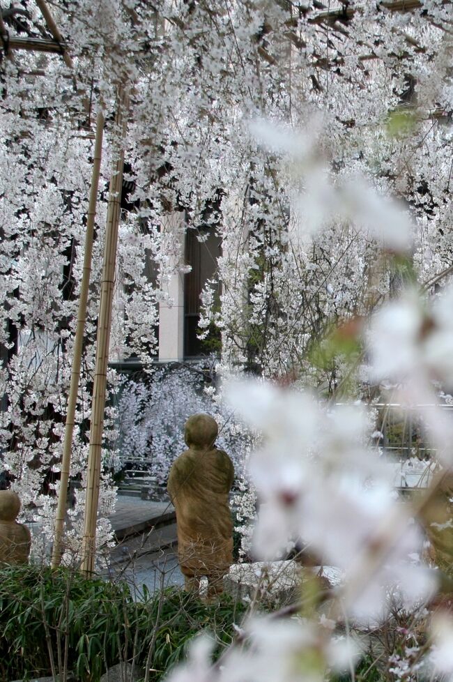 京都早咲き桜コース 京都の旅行記 ブログ By Bachさん フォートラベル