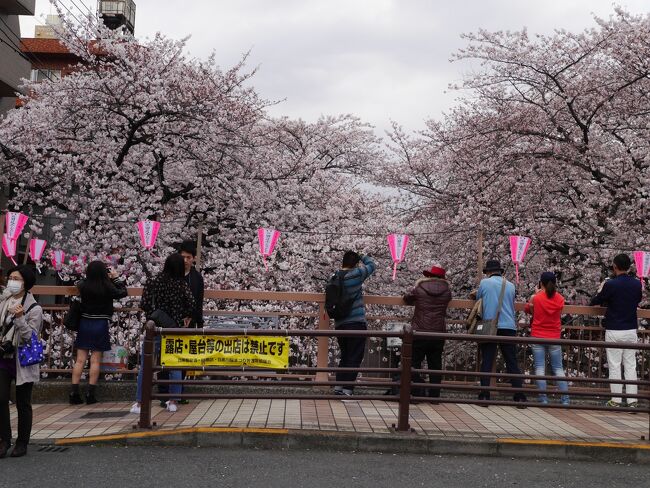 某情報サイトの全国桜名所ランキングでトップになっている目黒川沿いの満開の桜並木、目黒天空庭園を訪れてみた。そして、開館５０周年記念の奥村土牛特別展が開催されている山種美術館に立ち寄ってみた。<br /><br />全国の桜名所ランキング（ジョルダン）<br />（1）目黒川（東京）<br />（2）新宿御苑（東京）<br />(3) 淀川河川公園背割堤地区（京都）<br />(4) 大岡川プロムナード（神奈川）<br />(5) 六義園（東京）<br />(6) 舞鶴公園（福岡）<br />(7) 造幣局 桜の通り抜け（大阪）<br />(8) 六本木ヒルズ 毛利庭園・六本木さくら坂（東京）<br />(9) 千鳥ケ淵緑道（東京）<br />(10) 幸手権現堂桜堤（埼玉）<br />