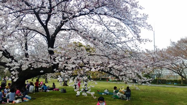 大塚でやっているストレッチ教室後、<br />陽気に誘われて、近くの桜並木まで足を伸ばしました。<br /><br />この日、東京は満開宣言です。<br />開花の21日から、ちょうど10日経ちました。<br /><br />画像は小石川植物園です。