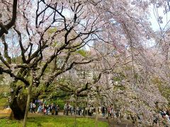 六義園の枝垂れ桜が満開でした