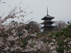 桜満開の三渓園