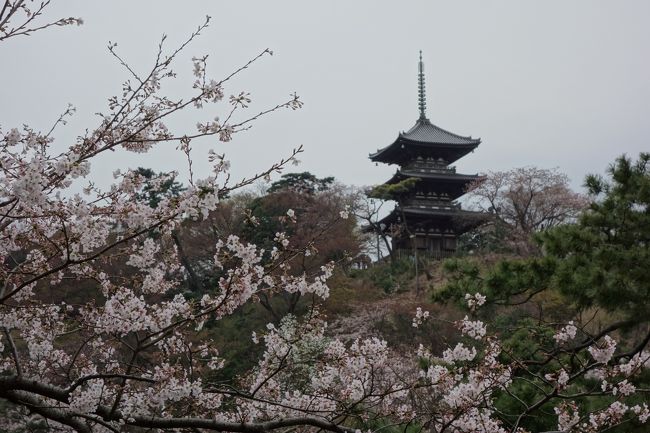 桜満開の三渓園