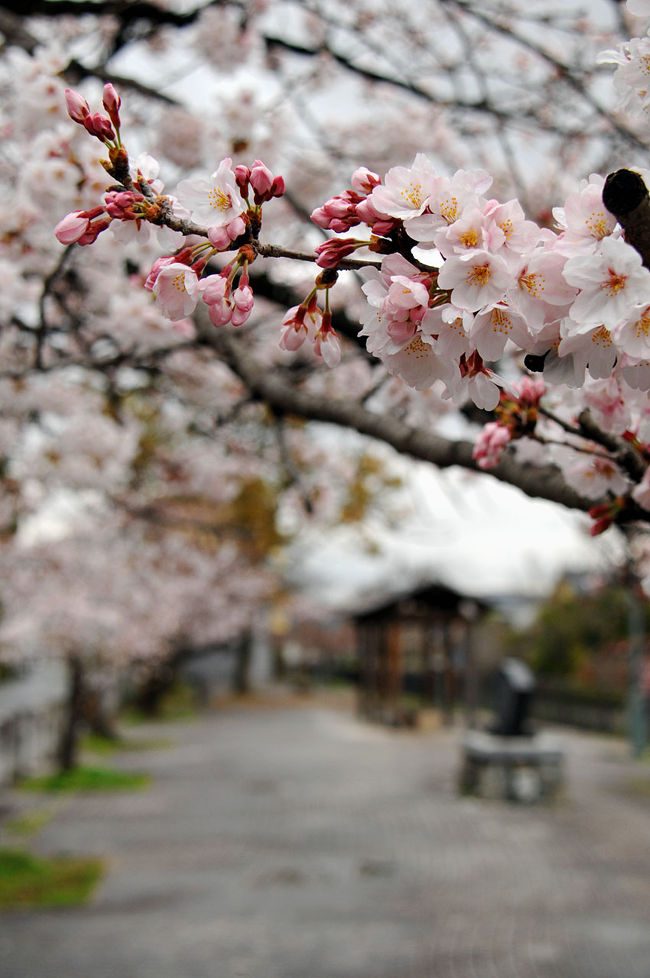3月26日に引き続き、さざなみ公園の桜開花状況を確認してみました。<br />背割堤の方よりも咲いている感じでした。<br />しかし本日は雨でしたので、絵的には冴えない感じの写真しか撮れませんでした。<br />でも、明日は天候が回復予定なので、ここは早めに撮影を済ませておこうかと考えています。
