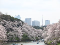 2016 桜満開の千鳥ヶ淵