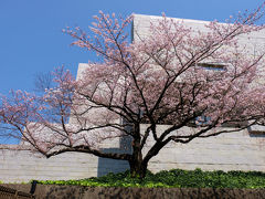 桜を追いかけて−１　最高裁判所から　国立劇場へ