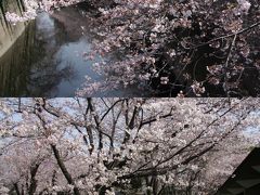 小さな旅　都電荒川線で神田川・飛鳥山の桜めぐり 2016 Sakura tour by Tram Arakawa Line/Kandagawa and Asukayama
