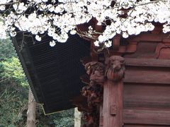 鎌倉妙本寺の桜は満開見頃、海棠も色鮮やかに咲き誇る準備。段葛の桜も見頃か。