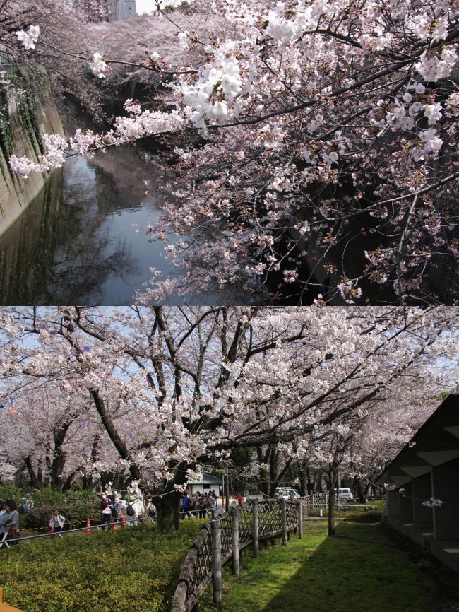 気象協会の桜の開花予想＜第4回＞<br /><br />2017年の桜（ソメイヨシノ）の開花は、九州から東海、北陸地方では平年並みかまたは遅く、関東甲信地方から北海道までほぼ平年並みの予想です。今週末の3連休が明け、22日に福岡市で桜前線がスタートし、23日には宇和島市、東京（千代田区）、横浜市で開花する見込みです。九州から関東地方の多くの地域で3月末までに続々と開花の便りが届くでしょう。これらの地域では、開花から7日～10日程度で満開となります。満開の桜の中で入学式や入社式が行われるところが多くなりそうです。 <br />出典：https://tenki.jp/sakura/expectation/<br /><br />　　　　★　　　☆　　　★　　　☆　　　★　　　☆<br /><br />表紙写真　　　2016年3月31日（木）<br />神田川の桜　Sakura in Kandagawa River 10:56<br />飛鳥山公園の桜　Sakura in Asukayama Park 13:46<br /><br />2016年の冬は、安倍のみクスクス（笑い）で冷え込んだままの景気とは裏腹に暖冬傾向が続き、例年より早く3月21日に都内の桜の開花宣言となった。<br /><br />毎日が日曜日の私は毎年晴れて暖かい日を選んで都内の桜の撮影に出かけていますが、今年はそれが3月31日（木）となりました。<br />通常なら開花から満開までは1週間と言われていますが、開花後の寒さで10日後のこの日も満開にはなっていませんでした。<br />4月1日以降の天気予報に晴れマークは部分的にしかなく、結果的には見に行ってよかったです。<br /><br />どこに行こうか、いくつか候補がありましたが、職場があった虎ノ門･赤坂・霞ヶ関エリアや靖国神社・千鳥が淵の桜よりも身近な都電荒川線沿線の桜めぐりとなりました。<br /><br />退職まで大塚に7年間住んでいた時、都電は毎日見ていたのでなんとなく親しみがあり、1日乗車券400円で雑司が谷から乗り、西の終点早稲田で神田川の桜を、東は飛鳥山公園の桜をめぐり、大塚で下車して懐かしい風景を撮りました。<br /><br />私は桜の花だけを撮るのではなく、花見客の情景や雰囲気を撮りたいので場所の選択もちょうどよかったです。<br /><br />撮影　<br />CANON EOS40D EF-S17/85,EF-S55/250<br />PowerShot SX610HS<br /><br />小さな旅　都電荒川線で桜めぐり（飛鳥山公園・神田川）2012<br />http://4travel.jp/travelogue/10658582<br />神田川の桜と椿山荘　2013<br />http://4travel.jp/travelogue/10760713<br /><br />都内の桜の旅行記は他にもたくさんありますので一例を紹介します。<br />小さな旅　霞が関・愛宕山の桜　View of sakura in Kasumigaseki/Atagoyama<br />http://4travel.jp/travelogue/10551677<br /><br />お気に入りブログ投票（クリック）お願い<br />http://blog.with2.net/link.php?1581210<br />