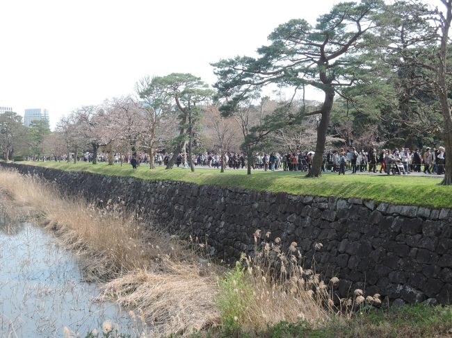 3月25日から4月2日迄公共乾通りの一般公開があり3月29日に行ってきました。今回は坂下門から入場して東御苑に進み平川門から退場しました。この日は晴れて暖かかったけれど桜はまだ咲き方がまちまちでした。1457年に太田道灌が築城した江戸城は今や新しい東京の新名所として国内外の人たちが喜ぶ散策路になることは間違いないと実感しました。次は秋の紅葉見物が楽しみです。