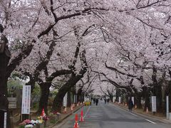 博物館でお花見を！ご招待券で0円のトーハクへ <PHO宅から桜をたどって上野まで>