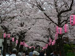 横浜　称名寺　桜まつり（福祉お花見バザー）　桜は満開です！　２０１６年４月２日