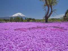 バスツアーに参加してみて富士芝桜へ・・・