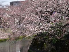 桜の名所大岡川の桜を見に行きました
