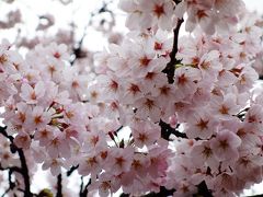 2016井の頭公園のお花見　5分～7分咲き