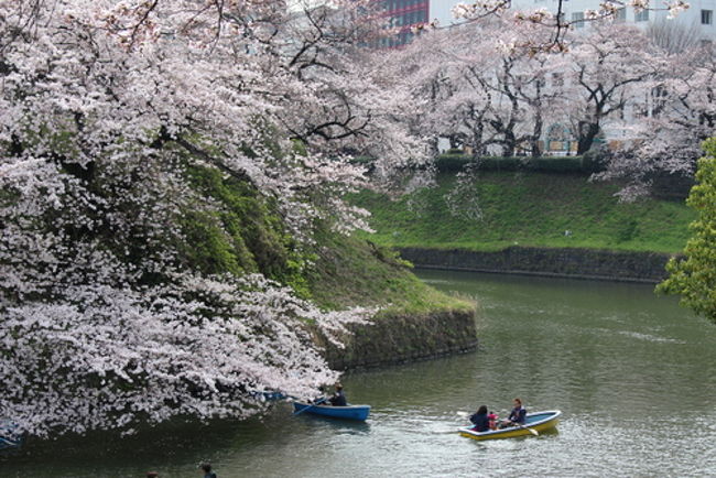 ３月３１日、東京地方の桜が満開となると聞いて、急いで千鳥ヶ淵へ出かけました。<br /><br />東京メトロ(地下鉄）九段下駅から千鳥ヶ淵をぐるっと一周。千鳥ヶ淵ボート場を通って、北の丸公園、武道館と回ってくるコースです。<br /><br />想定通りすごい人出でしたが、桜は満開。好天に恵まれ、十分堪能できました。<br /><br />