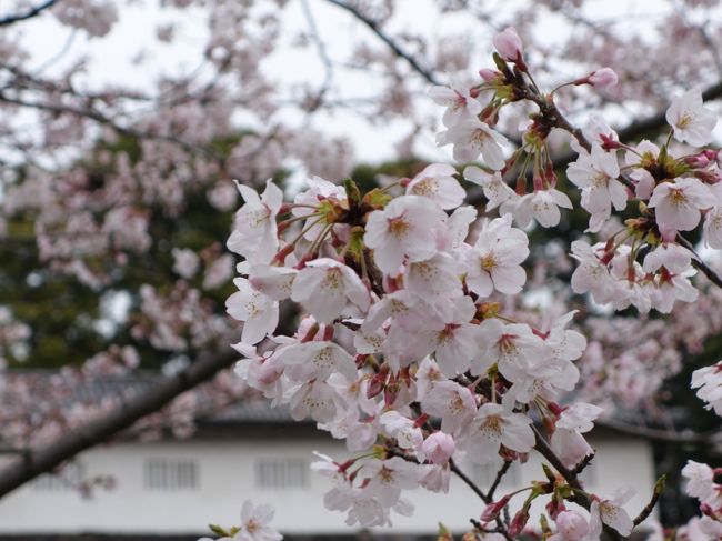 2016年 皇居 乾通りの一般公開は桜の開花状況をかんがみ急遽会期が3日延期され4月3日迄となりますした。 4トラの旅行記見てたら4月1日に行った人が待ち時間ゼロって事を書かれていたので行って来ました！<br /><br />宮内庁のホームッページをチェクしながら行きましたが<br />１０時、１０時半、１１時の時点で待ち時間ゼロだったので、自分が皇居に着いた１１時半の時点でも人はいるけど列は止まる事なく動いていてあっという間に入場する事が出来ました。<br /><br />あと１日ですが待ち時間は宮内庁のこちらのページで確認出来ます。<br />http://www.kunaicho.go.jp/event/inui.html