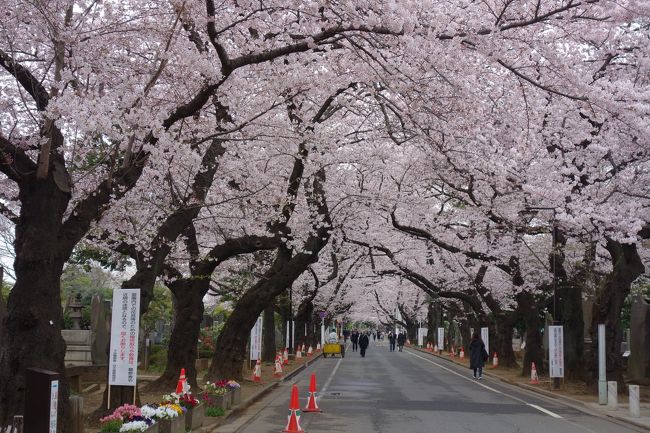 先週は期限切れ間近の入園券を使えたお蔭で、総額398円でお花見しました。が、結果はかなり残念な旅行記となりました。<br />http://4travel.jp/travelogue/11117051<br />今週は暖かくなった日も有り、完全に満開状態です。が、お天気は冴えません。<br />とは言え、桜は待ってくれませんからねぇ。<br /><br />トーハクの開館時間に間に合うように家を出て、途中見付けた桜をカメラに収めながら歩きました。<br />なので、15分で歩ける道のりに倍以上の時間がかかりました。<br />絶好のお花見日和とはいきませんが、先週よりもずっと見応えの有る桜でした