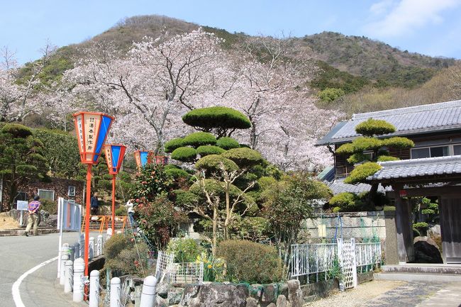 東播地域では龍野公園が最も桜の見頃になっているとのことで、出かけてきました。<br />桜はまだ満開直前（９分咲）でしたが、天気がとても良くきれいな桜の木の下で花見を楽しむことができました。<br />明日(4月3日）は龍野武者行列があるので大勢の観光客が訪れるようですが、今日は比較的観光客も少なく、ゆっくりと桜を愛でることができました。<br />それと昔ながらの古い街並みもとても素敵でした。