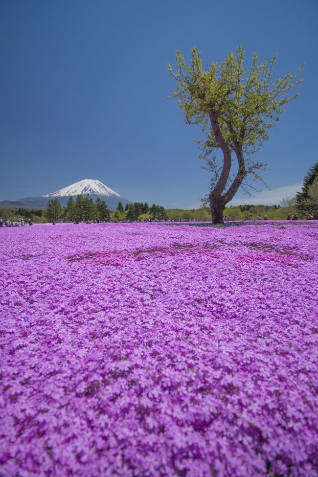 かつて写真をちらっと見たことがあった富士芝桜。<br />芝桜の向こうに見える富士山、この光景を自分の目で見たいな〜ってことで<br />バスツアーに参加してみました。<br /><br />幸い天気も良く、気持ち良い一日でした。<br />バスだったので、座ってれば着く、、、という楽な面もありました。<br /><br />（滝もめぐるツアーでしたが、旅行記UPするまでに時間経過しすぎて、<br />ツアーの内容を写真見るまで忘れてました・・・。<br />なので、詳細もよく覚えてません。やはり旅行記は自分の温度がまだ下がらぬうちに整理してUPした方が良いな〜と気が付きました。ｗ）