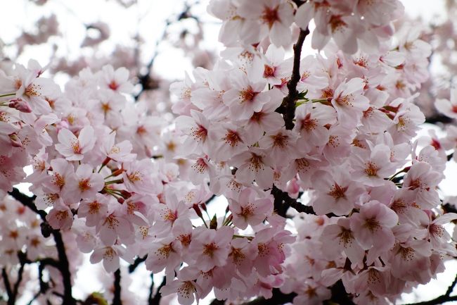 曇り空でちょっと冷え込んでいますが、東京郊外の井の頭公園は桜の見頃でした。<br />先週末、テレビで放送されたこともあり？！かなりの人出で、井の頭公園は大賑わいでした。<br />この冬は「かいぼり」という浄化プロジェクトも行われ、井の頭池もキレイになって、あざやかなボートが浮かぶ姿はなかなかの光景です。