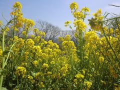 20160331：マザー牧場_手づかみシーフード_いちご狩り