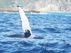 ２０１６年３月　小笠原諸島　その５　ホエールウォッチング