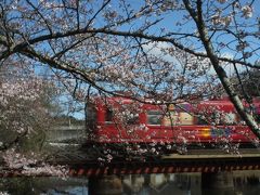 雨天の合間を縫って大池遊園の桜と桃とたま電車？のコラボ撮り鉄