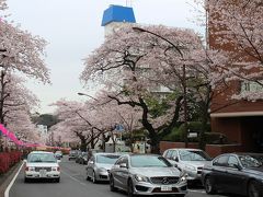 2016年のご近所桜　豊島区染井霊園、文京区播磨坂