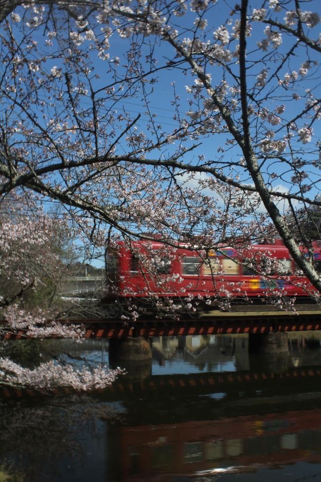　和歌山市内の桜が満開ということで雨天の合間を縫って大池遊園の桜とたま電車のコラボ写真を撮りに行ってきました。<br />ところが土曜日なのにたま電車はお休みです。<br />桜も7分咲きぐらいでした。