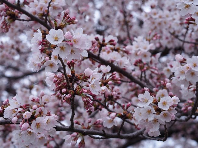 お花見に行きたい、ローカル線に乗りたい、ドライブに行きたい・・・<br /><br />３月末から色々、いーろいろ考えていたのですが、友人との都合がつかなくなったり桜の開花が思ったよりゆっくり目だったり、天候が不順だったりでスケジュールが立てられず。<br /><br />何日か前に東京は桜が満開になったのですが、その週末の天気が雨天・曇天。<br /><br />なんだか遠くに足を伸ばす気も起きず、さりとて満開の桜を見ないのも勿体無い・・・ということで、とりあえずは母と一緒に地元の桜を見にちょっと歩いて来ました。<br /><br />今回のタイトルは母作。<br />‘春爛漫’とは感じられない曇り空のお花見散策旅行記です。