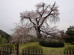 円山公園で枝垂れ桜と初逢瀬