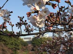 桜ウォーキング